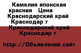 Камелия японская красная › Цена ­ 500 - Краснодарский край, Краснодар г.  »    . Краснодарский край,Краснодар г.